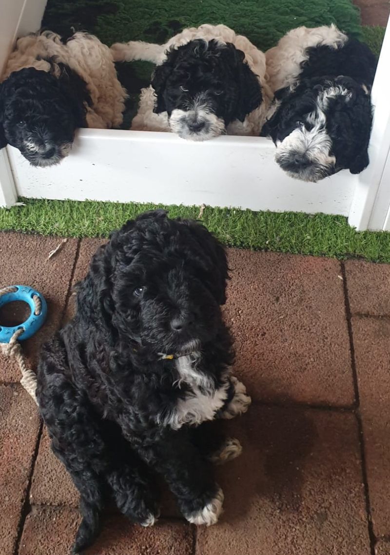 Kleiner schwarzer Bruder