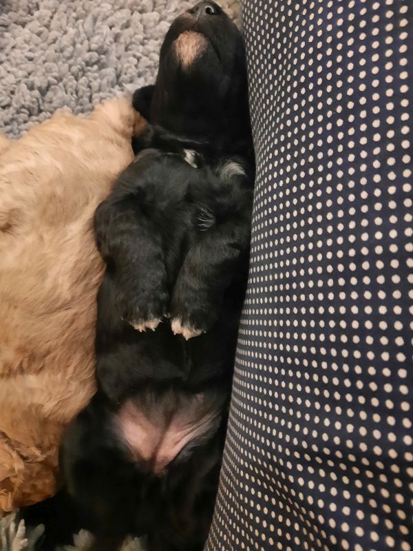 tag 14 abby gewicht 1300g