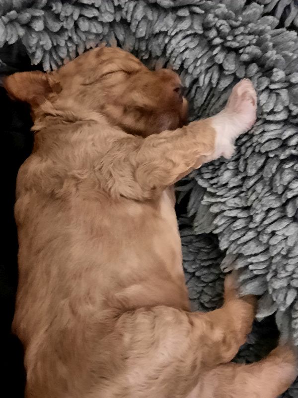 Tag 14 Archie Gewicht 1420 g