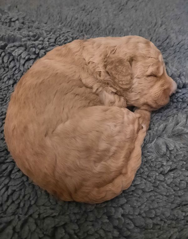 Tag 14 Austin Gewicht 1350 g