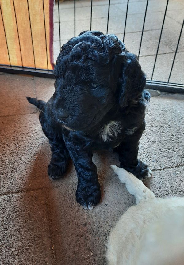 Tag 28 - Abby - 2280g