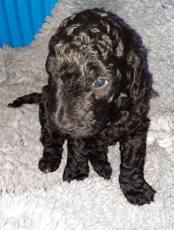 Tag 28 - Ally - 2550g