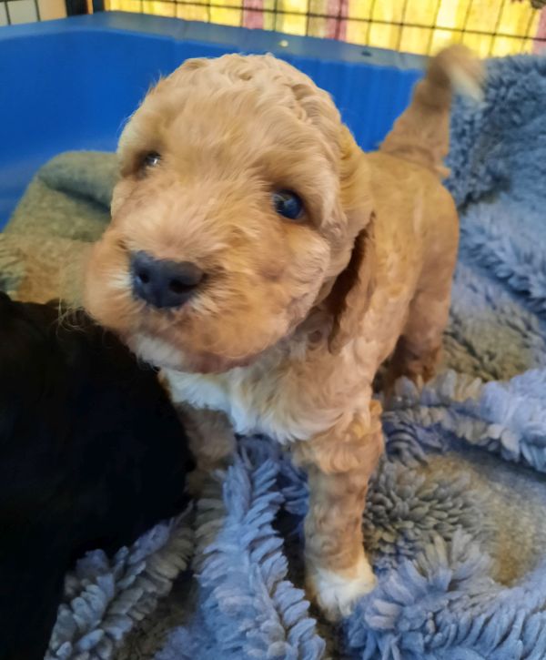 Tag 28 - Archie - 2550g