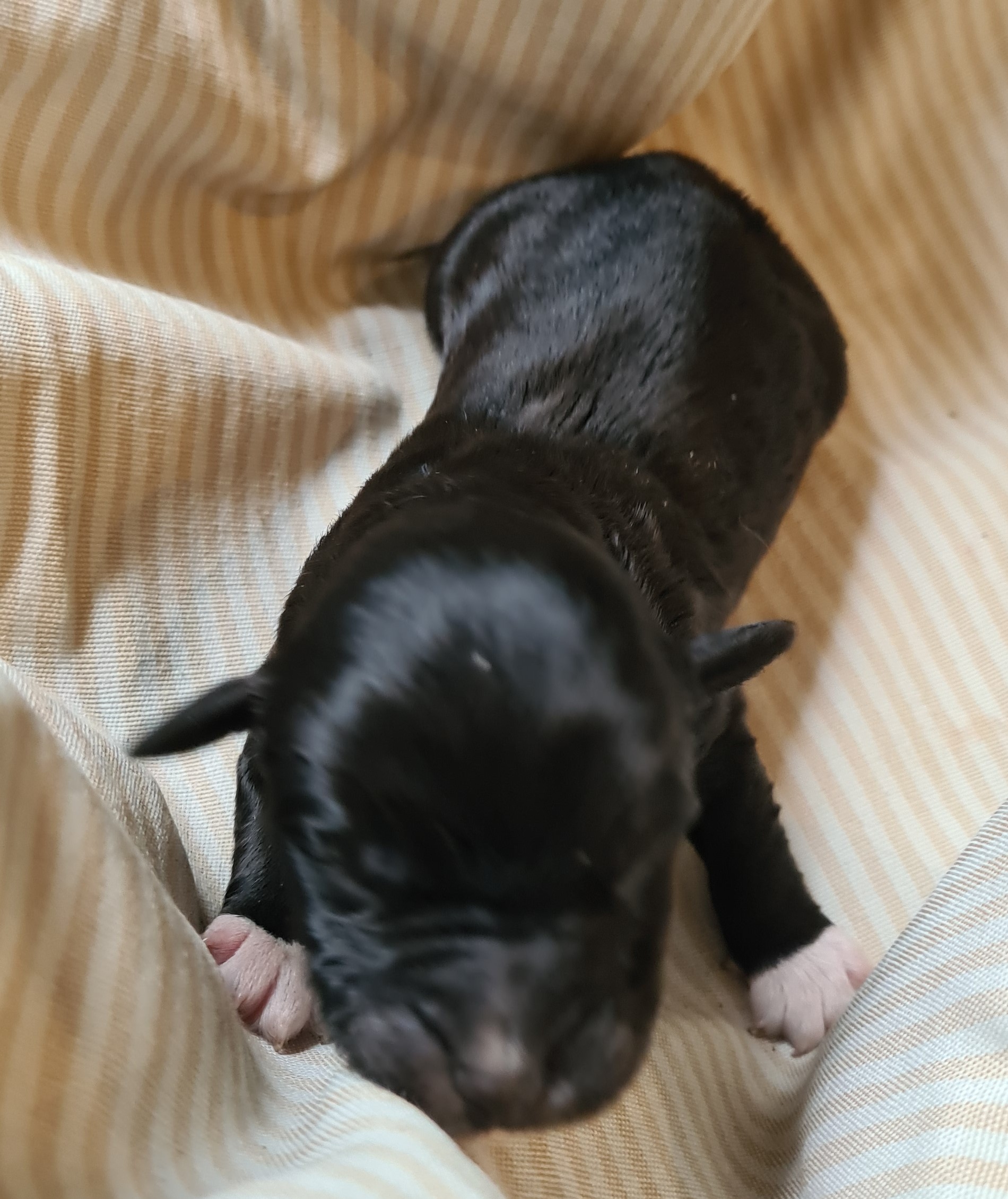 28.04.2024 - Beckham