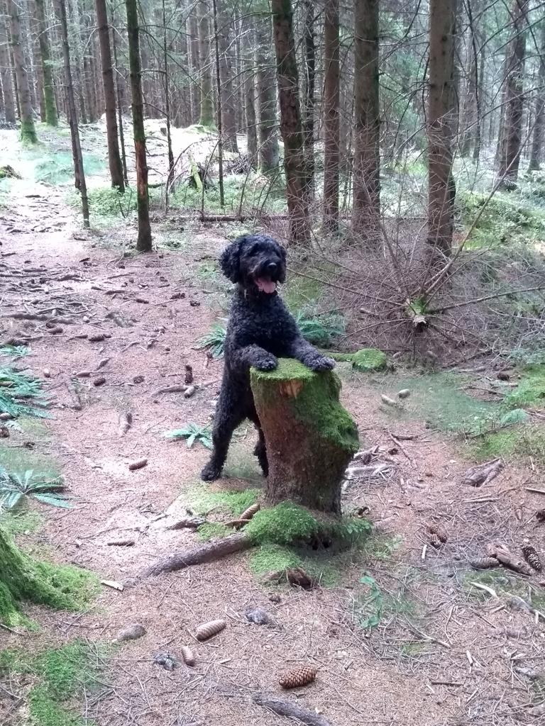 Masha im Wald