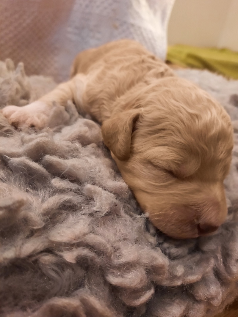 Vanyar-Agatha, Tag 7 - Gewicht: 680g