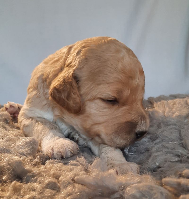 Vanyar Agatha Tag 15 1