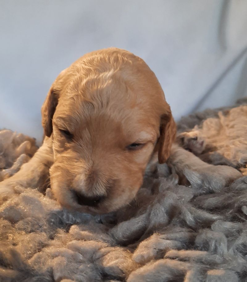 Vanyar Agatha Tag 15 2