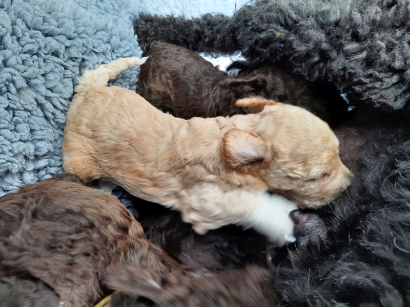 Vanyar Agatha Tag 23 1