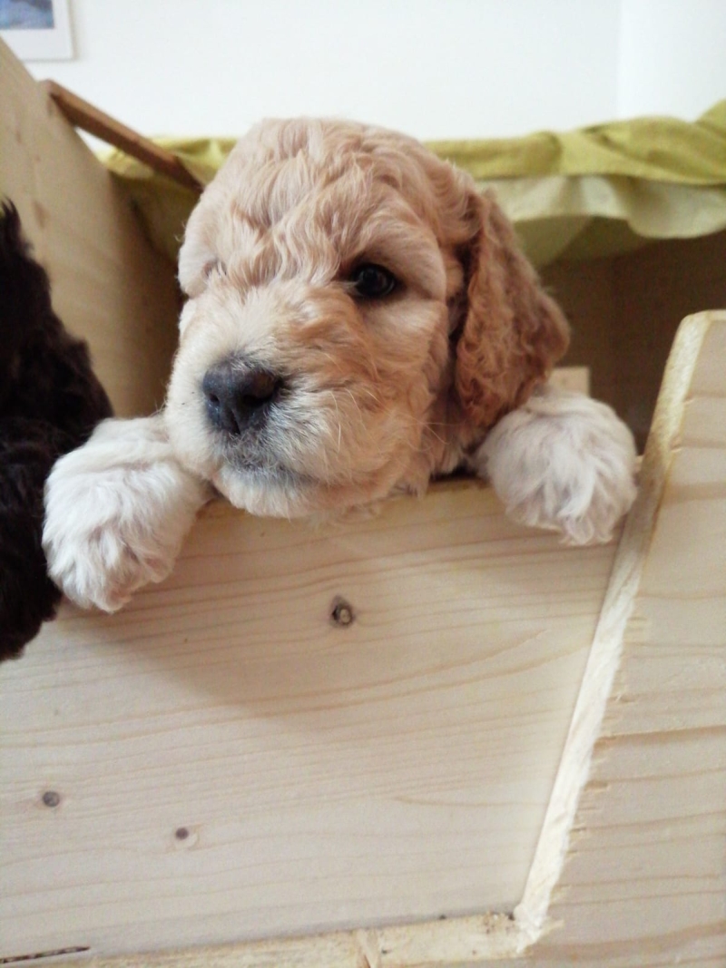 Vanyar Agatha Tag 37 1