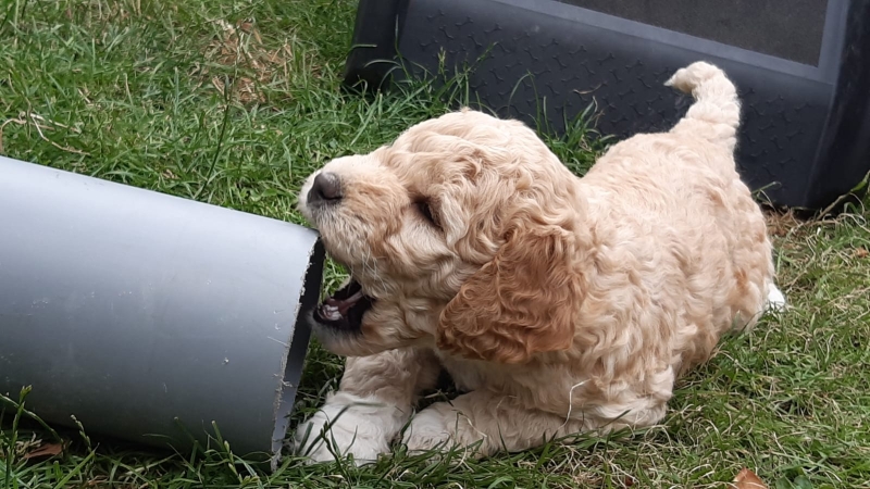 Vanyar Agatha Tag 37 2