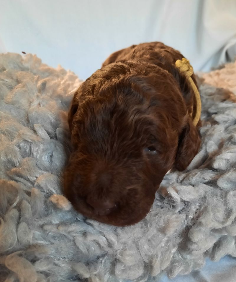 Vernon Albert Tag 15 1