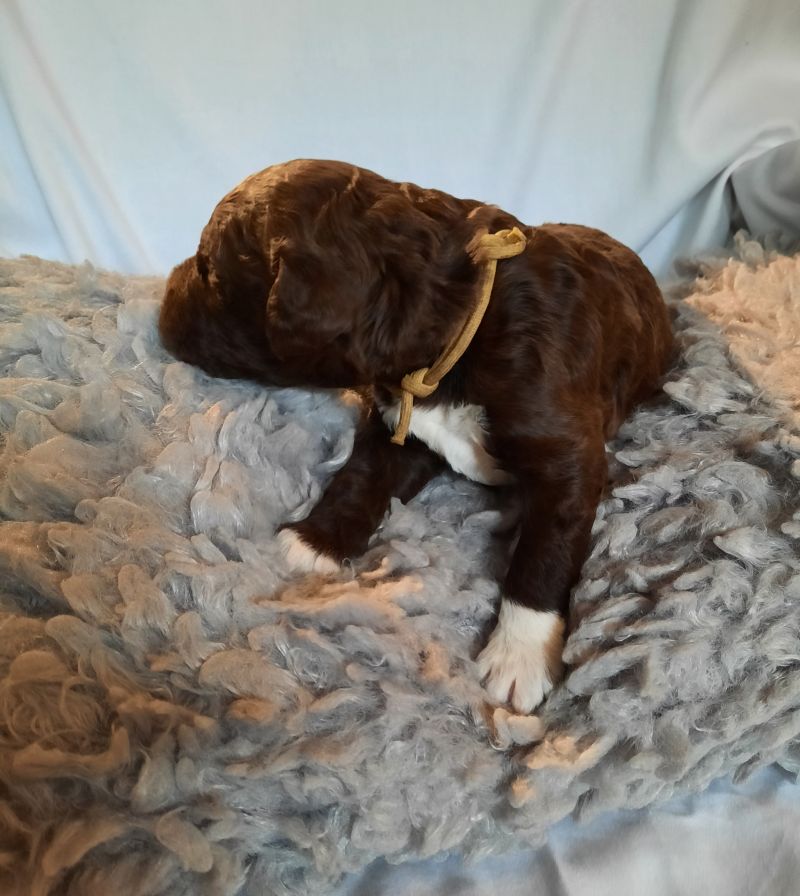 Vernon Albert Tag 15 2