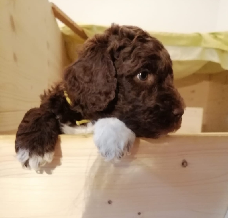 Vernon Albert Tag 37 2