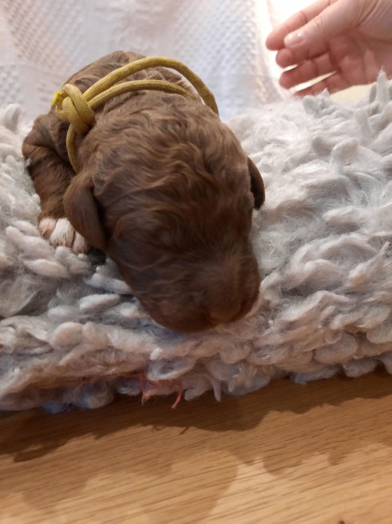 Vernon Albert Tag 7 1