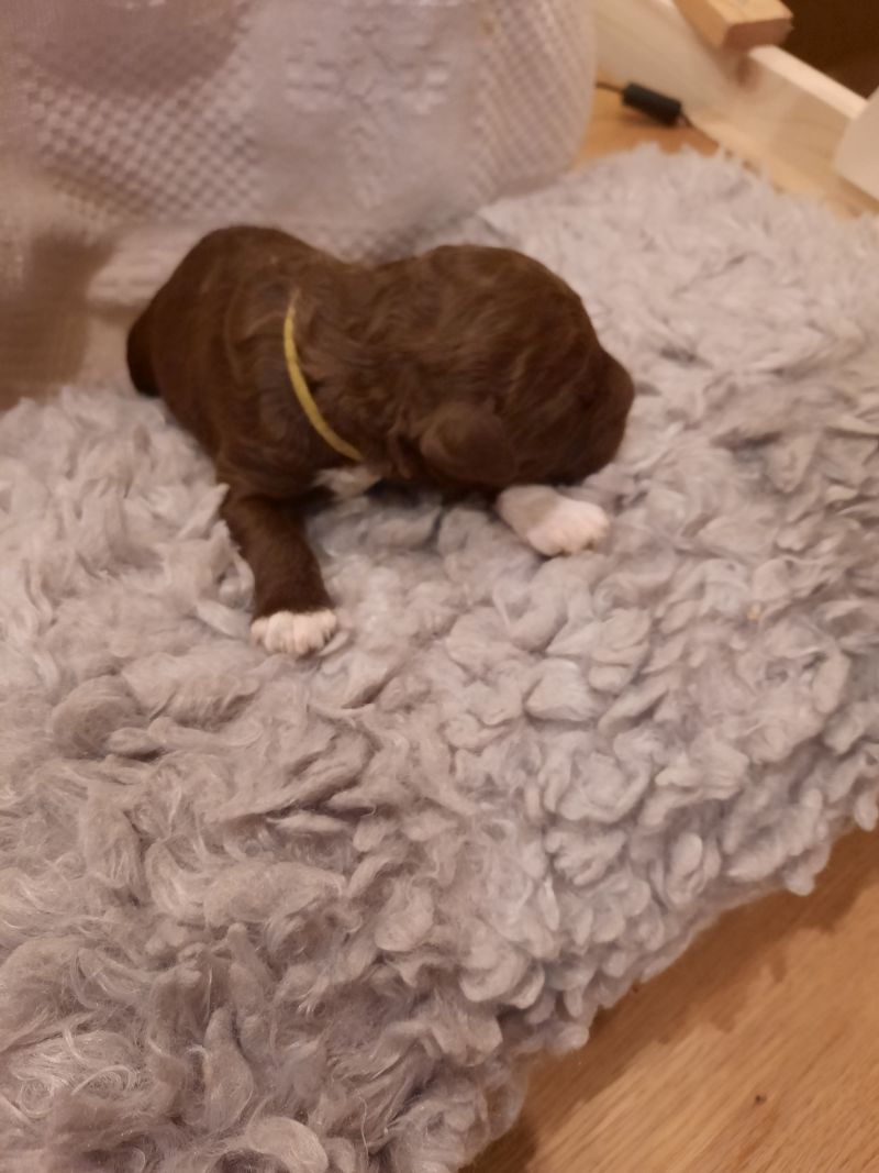 Vernon Albert Tag 7 2