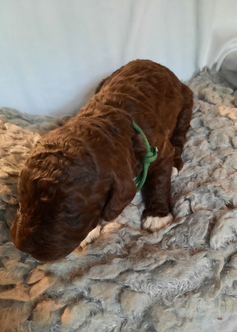 Victor Arnold Tag 15 1