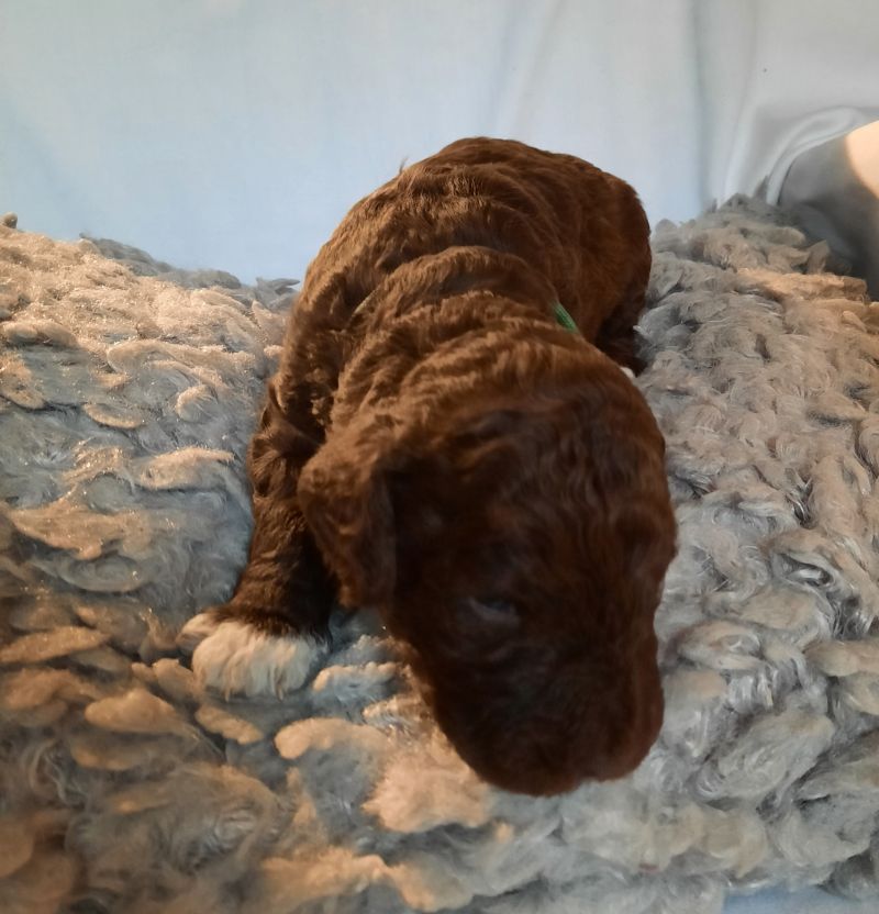 Victor Arnold Tag 15 2