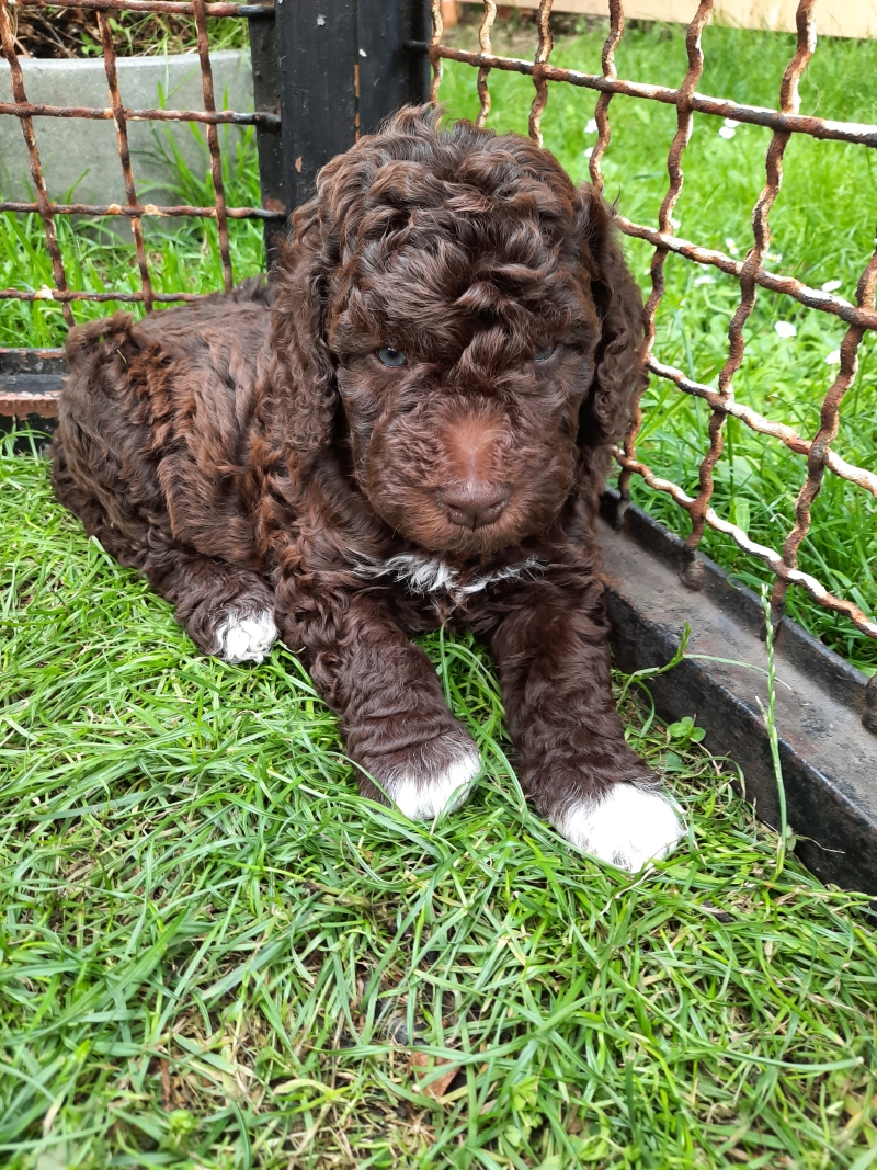 Tag 37, Gewicht 2850g Victor Arnold Tag 37 1