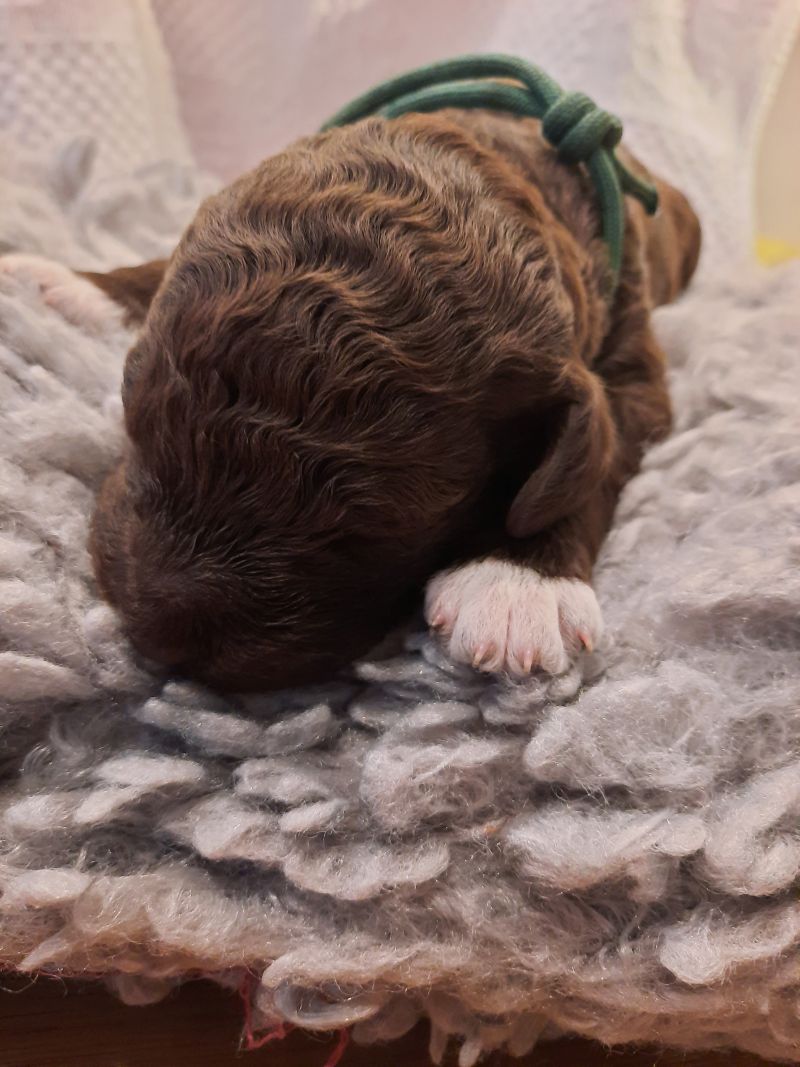 Victor Arnold Tag 7 2