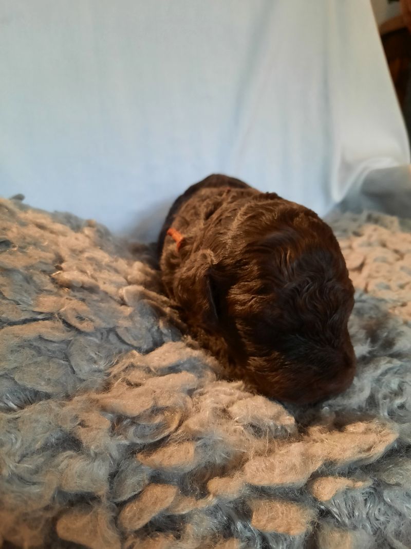 Vince August Tag 15 2